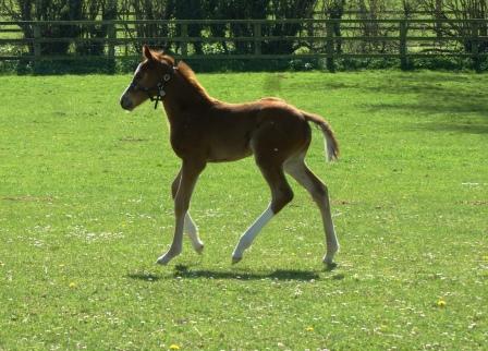2015 colt by Frankel